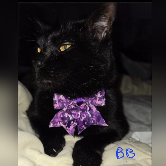 I Rescue ANIMALS! - Picture 8 of 12